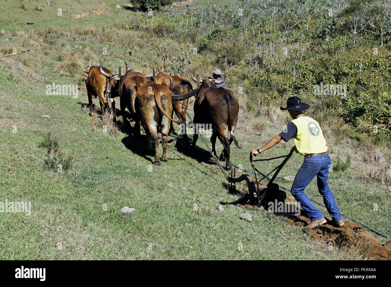 Trazione animale aratro con ox cart in campagna Foto Stock
