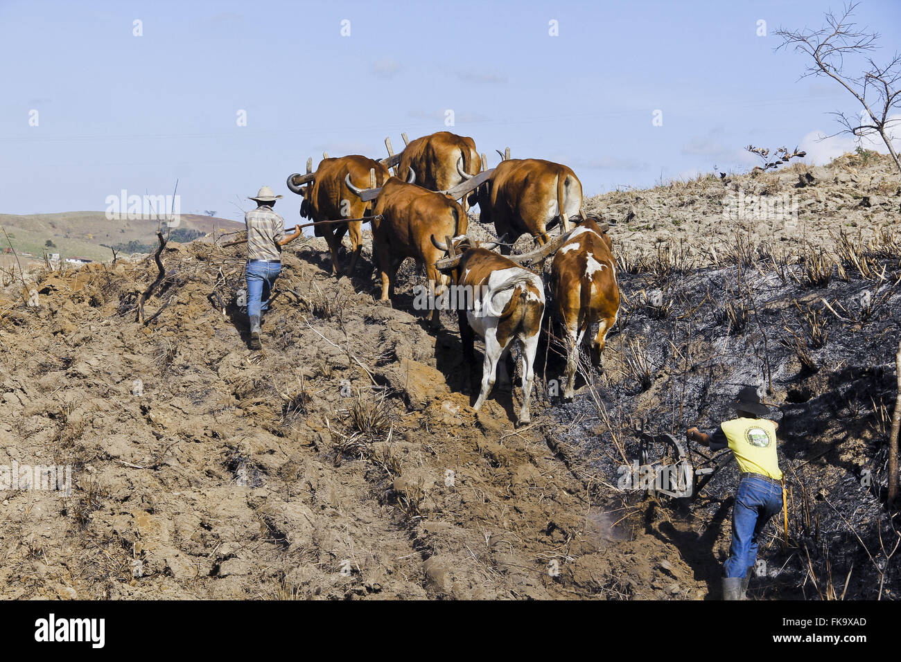 Trazione animale aratro con ox cart in campagna Foto Stock