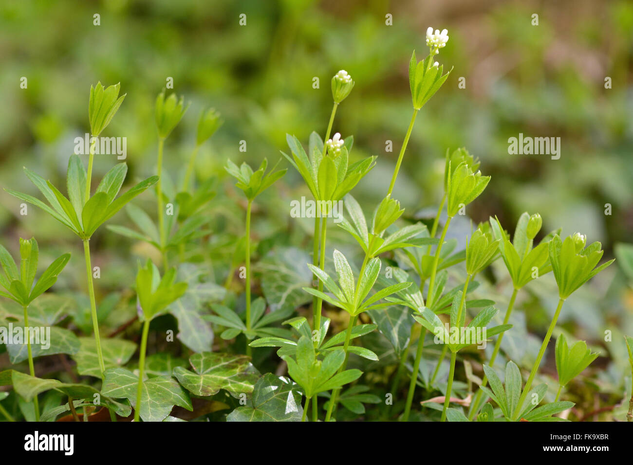 Linguetta a disco (Galium odoratum). Gruppo di fiori di questa bassa crescita, bianco bosco fiorito bedstraw, nella famiglia Rubiaceae Foto Stock