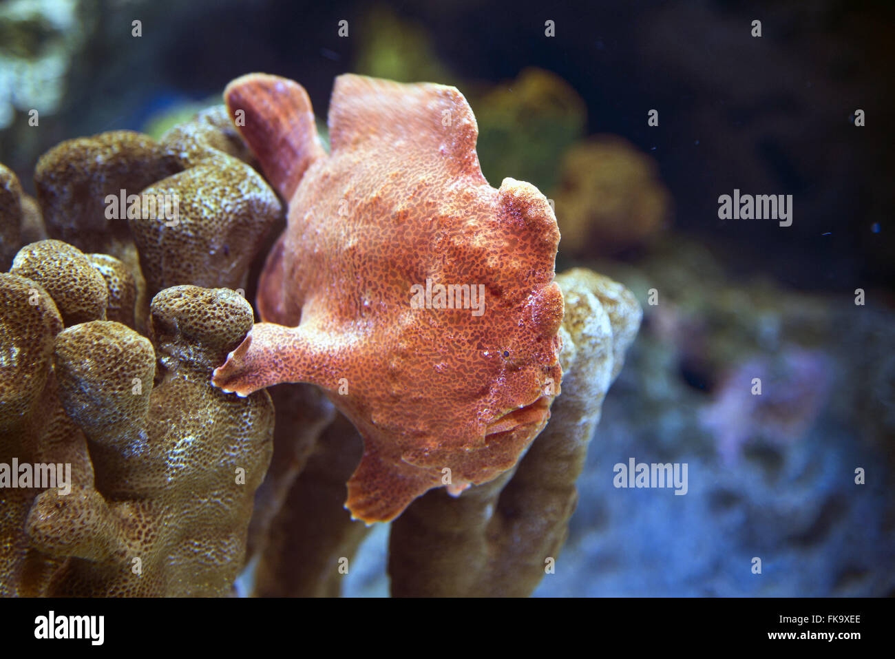 Pesce sulla coral-pietra in Lisbon Oceanarium Foto Stock