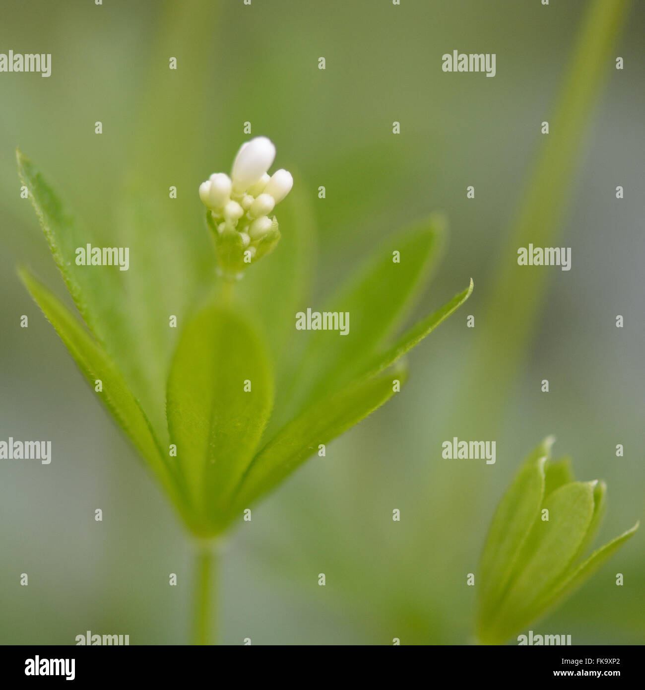 Linguetta a disco (Galium odoratum) boccioli di fiori. Dettaglio dei fiori di questa bassa crescita, bianco fiorito bedstraw woodland Foto Stock