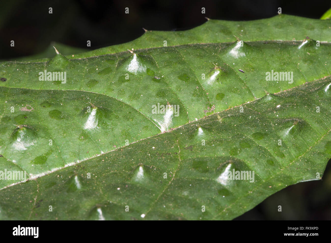 Spine sulla foglia di ortica nel Giardino Botanico Foto Stock