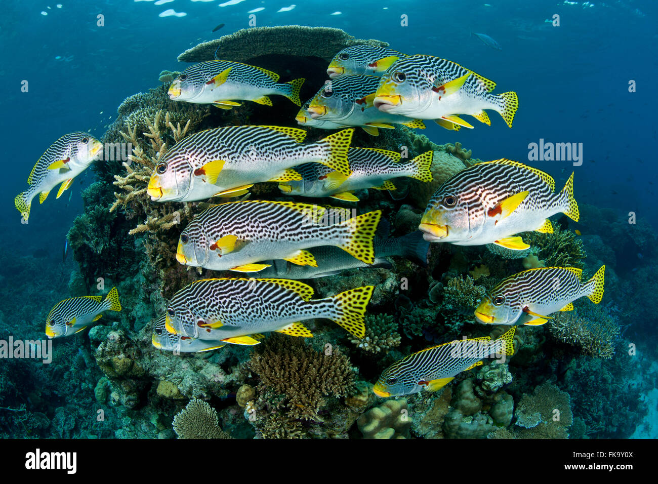 Fiancheggiata sweetlips {Plectorhynchus lineatus} scogliere a nastro, della Grande Barriera Corallina, Australia Foto Stock