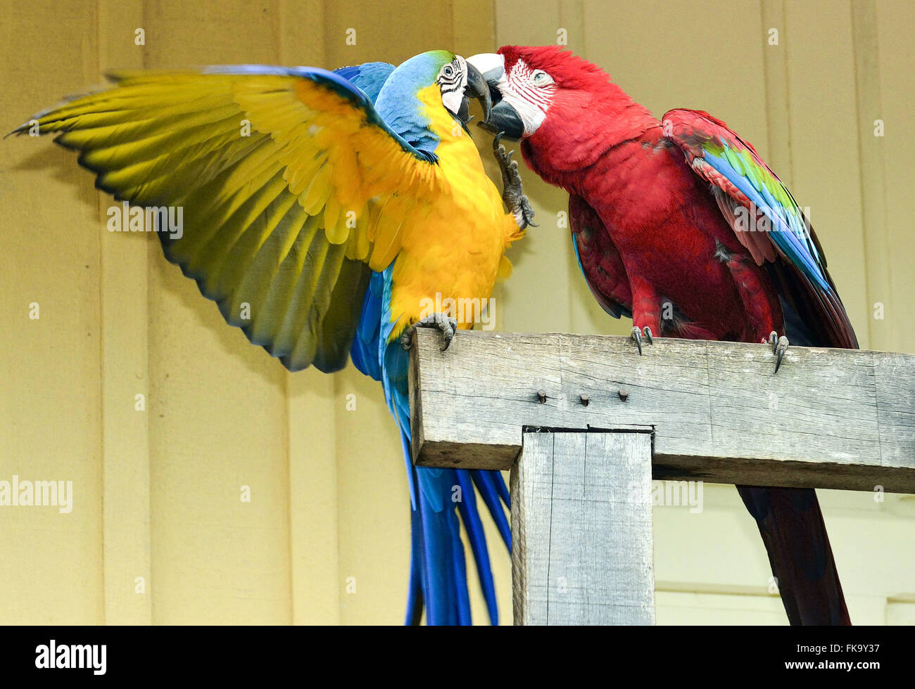 Caninde e macaws rosso addomesticati Foto Stock