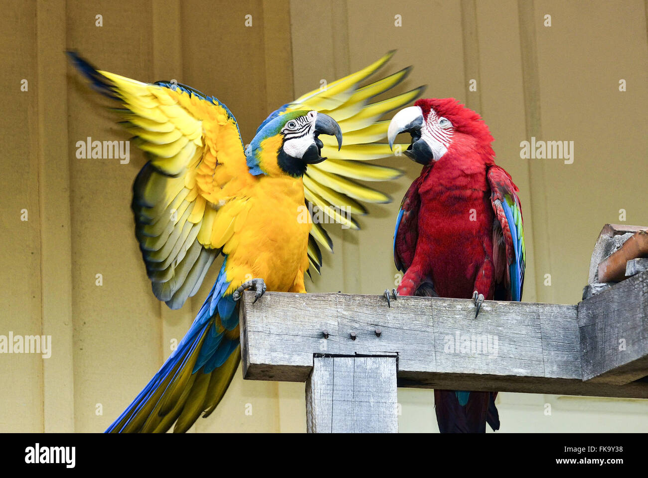 Caninde e macaws rosso addomesticati Foto Stock