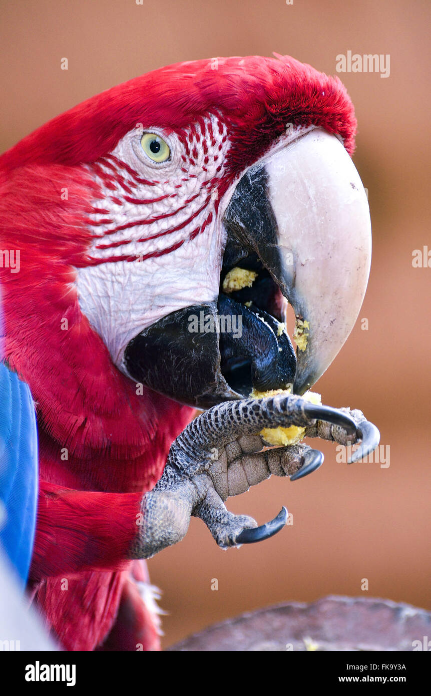 Red domesticated macaw Foto Stock