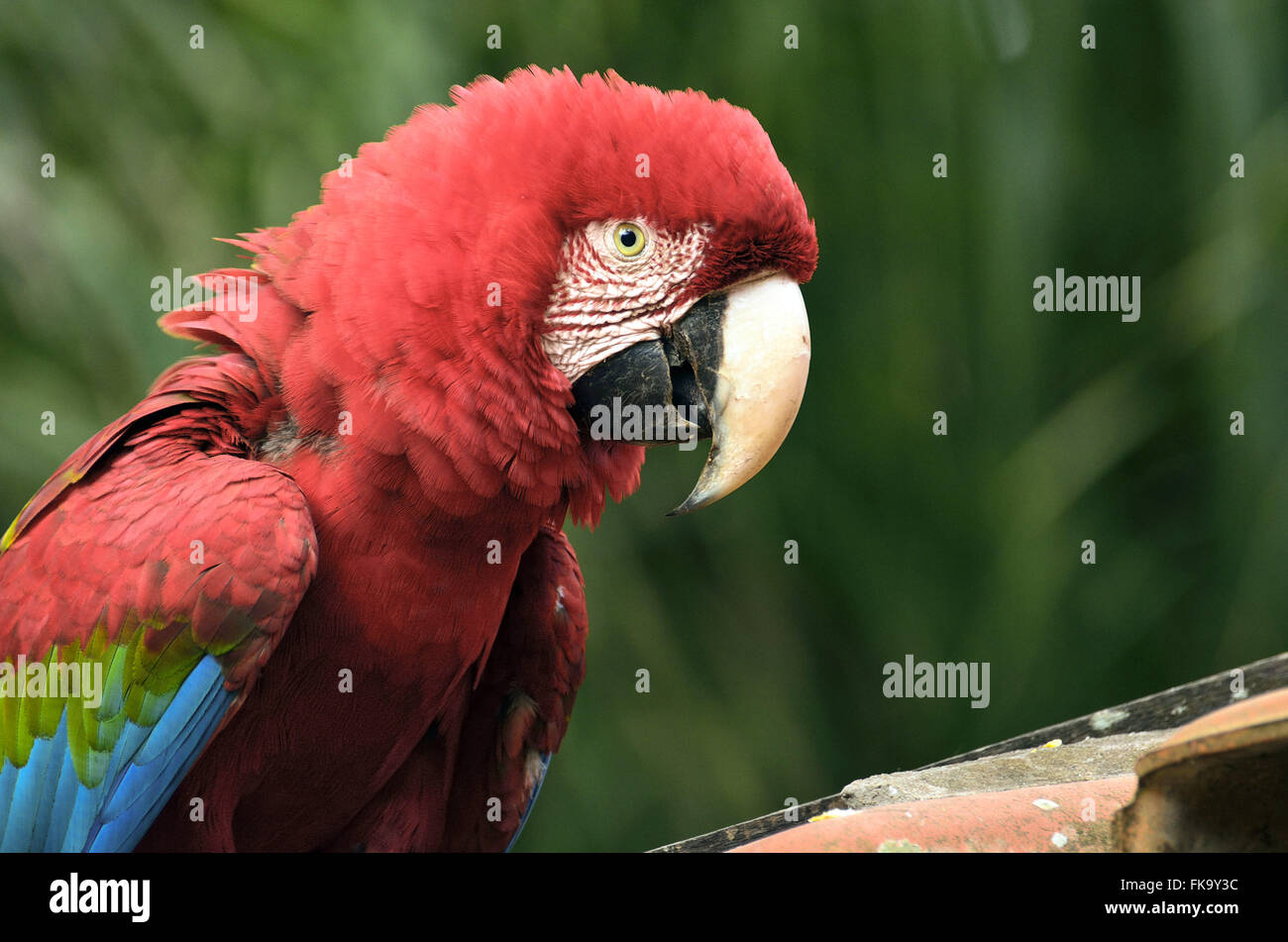 Red macaw addomesticati Foto Stock