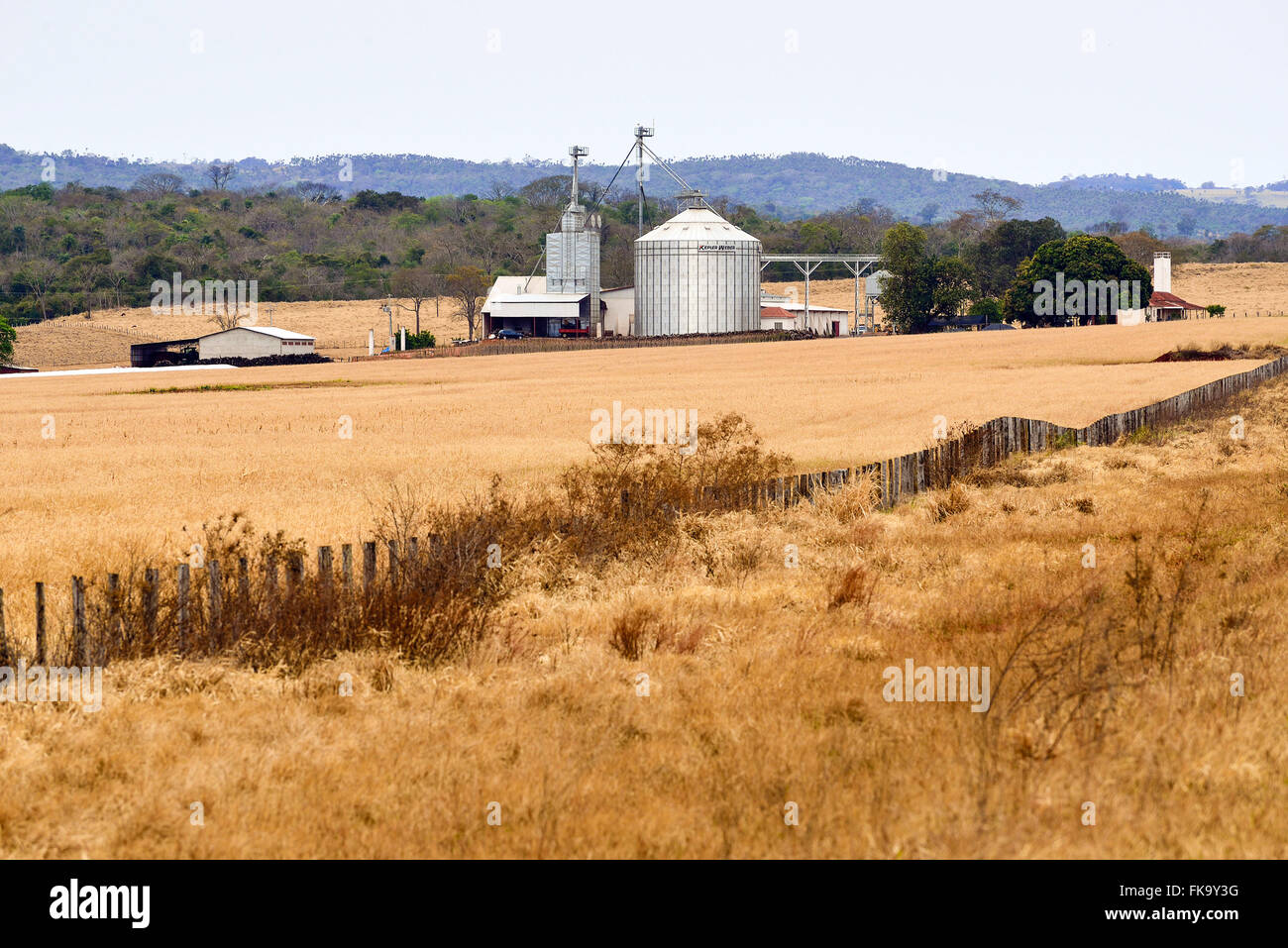 Piantagione di erba o il foraggio per la produzione di fieno - silo in background Foto Stock