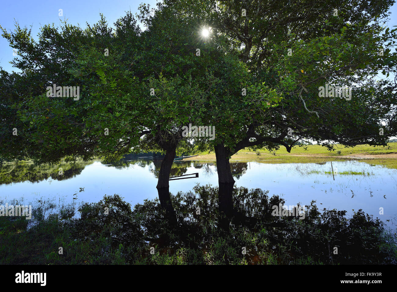 Zona allagata il Pantanal del Rio Negro Foto Stock