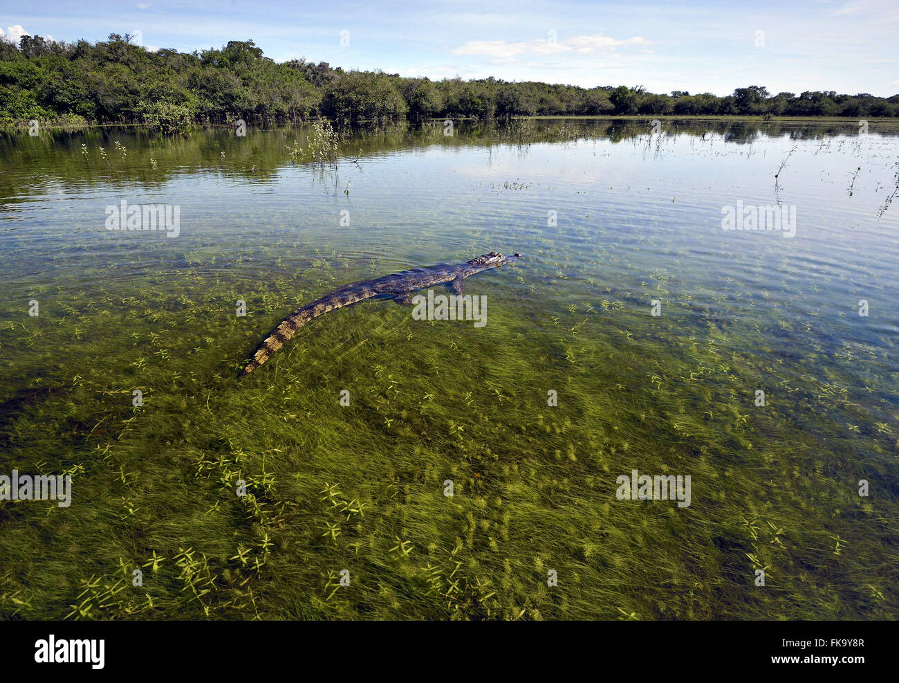 Jacare sotto le acque di Vazante Castle - Pantanal Sud Foto Stock