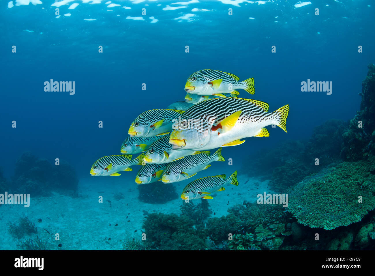 Fiancheggiata sweetlips {Plectorhynchus lineatus} scogliere a nastro, della Grande Barriera Corallina, Australia Foto Stock