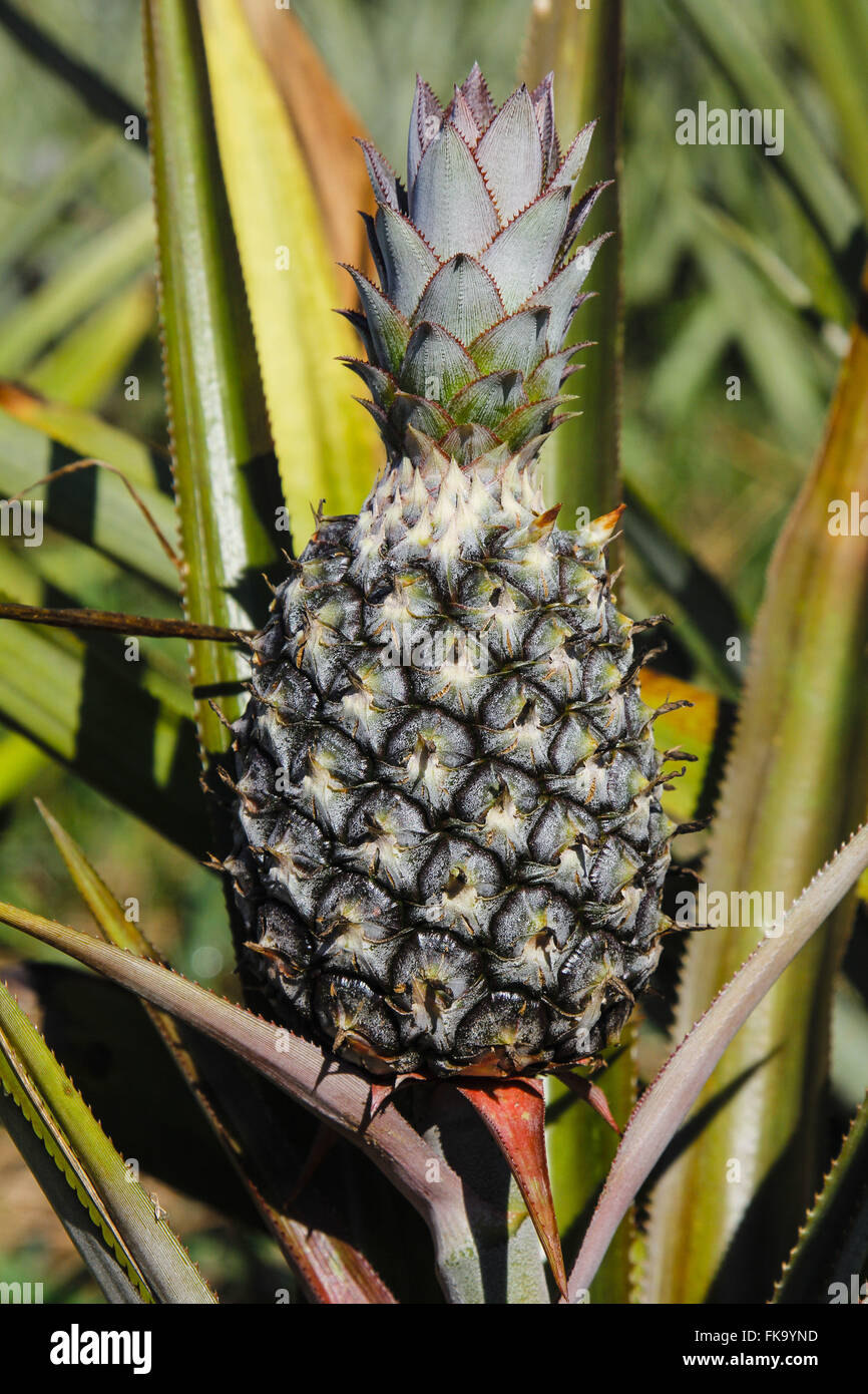 Coltivazione sperimentale di ananassi presso il Centro di Scienze Agricole Foto Stock