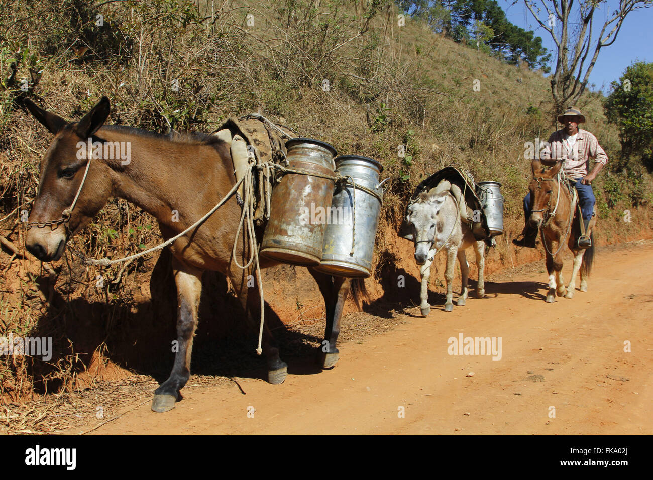 Il trasporto di latte fatto in mulo su strada sterrata in campagna Foto Stock