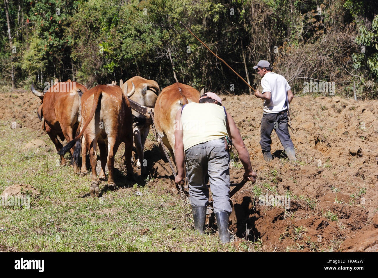 Trazione animale aratro con ox cart in campagna - il Mantiqueira Foto Stock