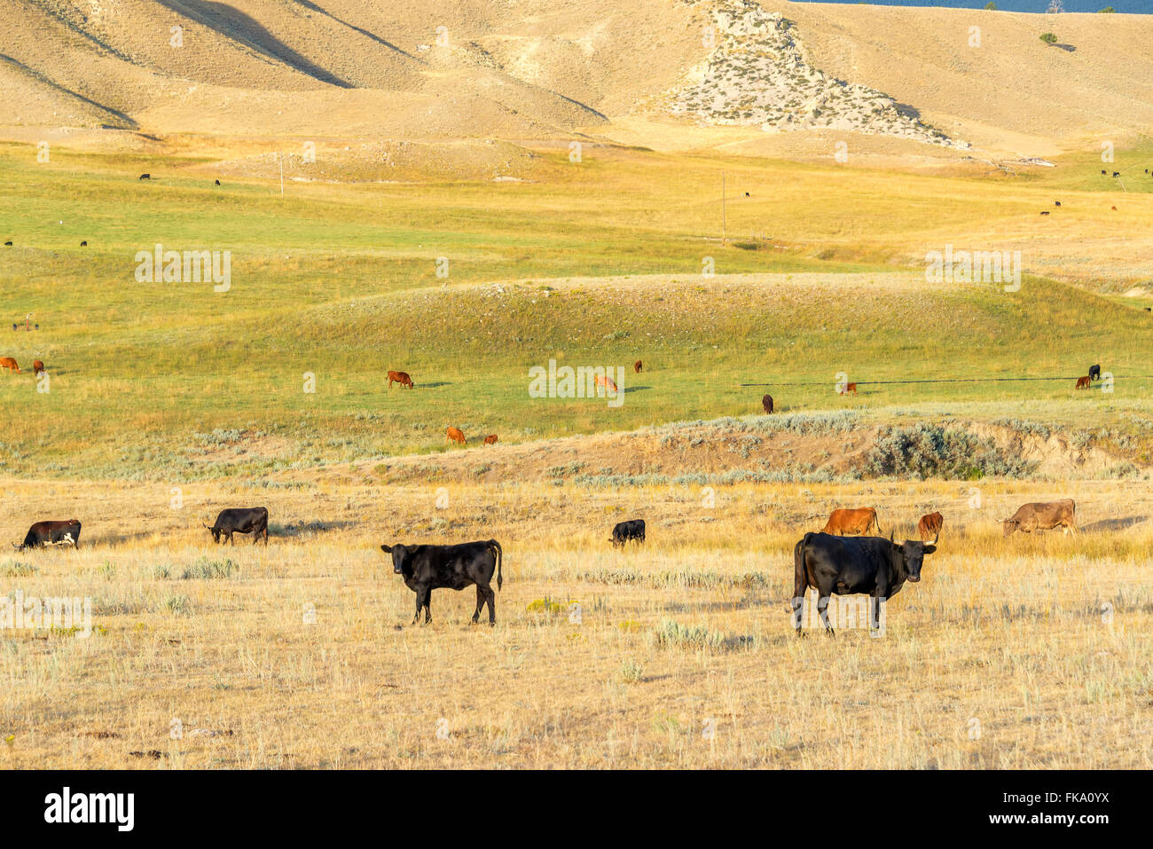 Il pascolo di bestiame in un campo nei pressi di Buffalo, Wyoming Foto Stock Il pascolo di bestiame in un campo nei pressi di Buffalo, Wyoming Foto Stock
