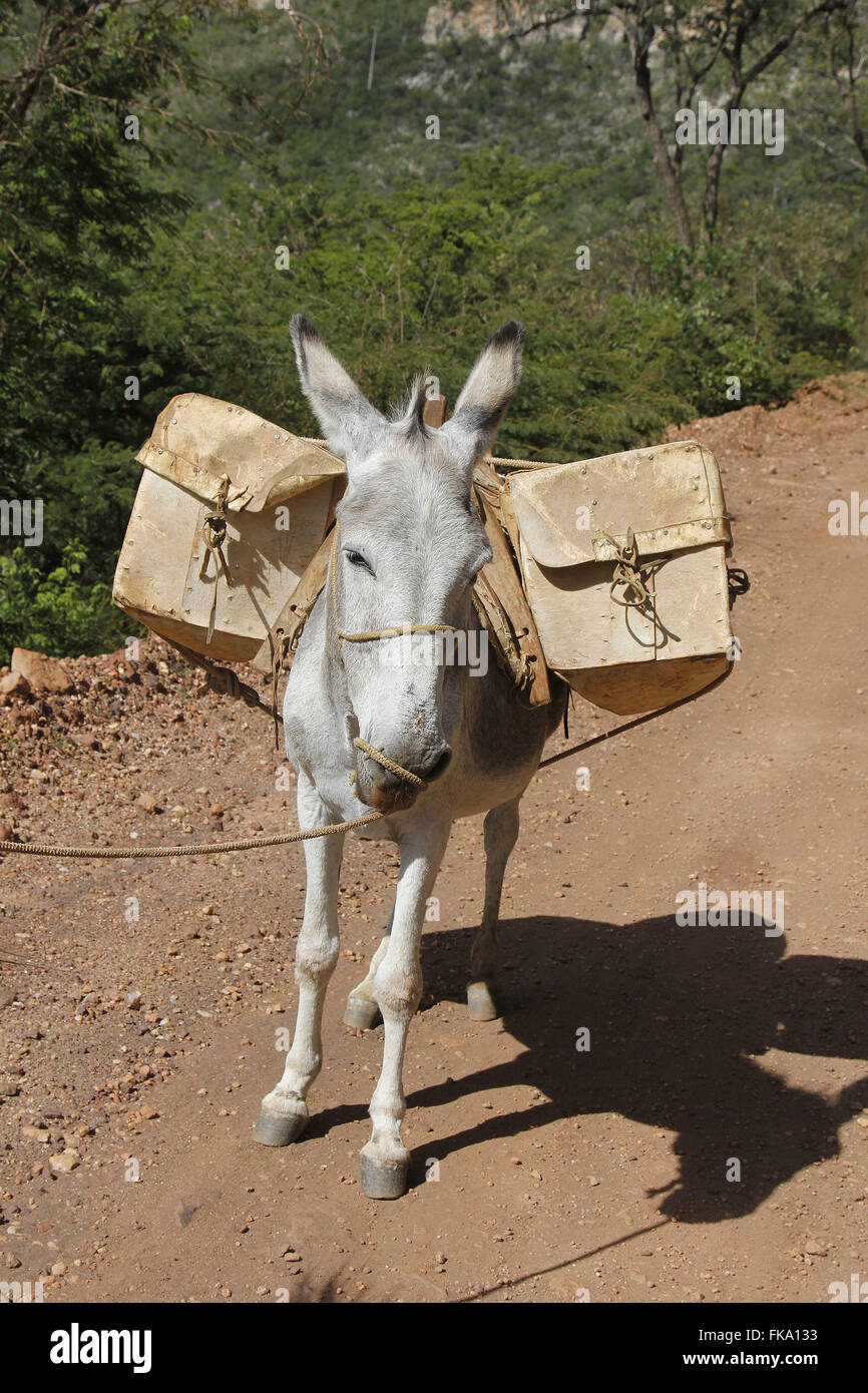 Il trasporto merci a dorso di mulo su per la strada sterrata a Serra da Boquira Foto Stock