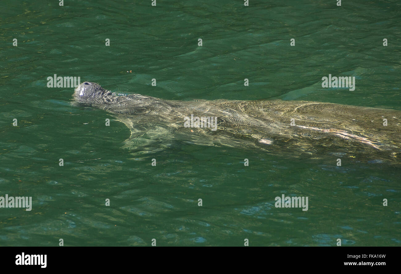 Orlando, FL, Stati Uniti d'America. 7 febbraio, 2016. Molla blu parco dello stato della Florida è un rifugio sicuro per i lamantini e altri animali selvatici. © Alexis Simpson/ZUMA filo/Alamy Live News Foto Stock