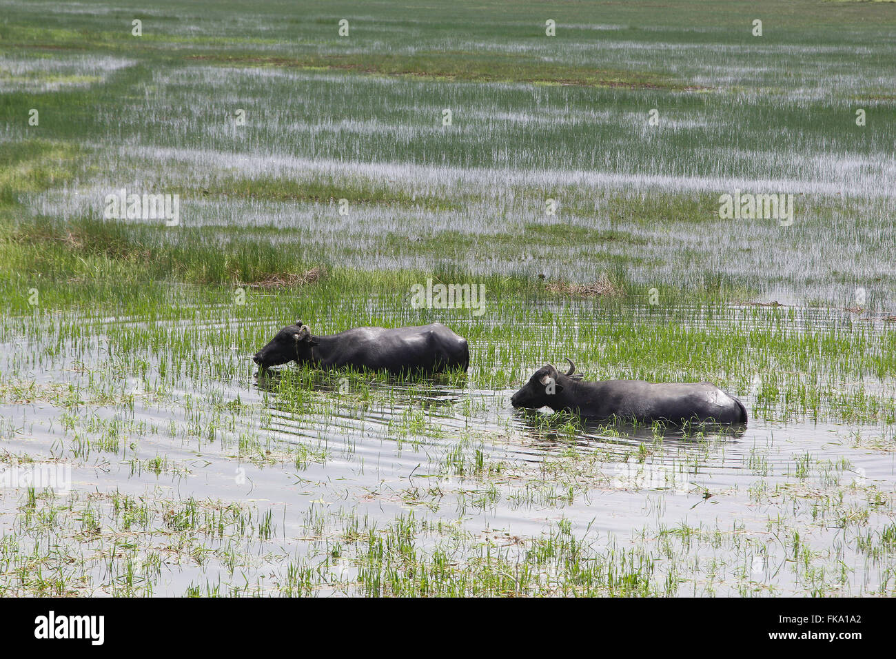 Il bufalo pascolano nella pianura alluvionale nella regione del Rio Pericum" Foto Stock