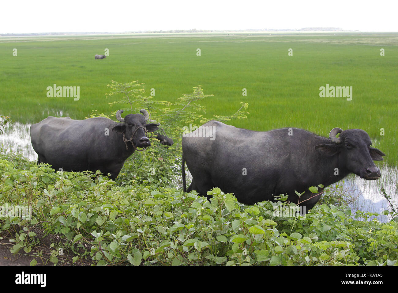 Il bufalo pascolano nella pianura alluvionale nella regione del Rio Pericum" Foto Stock