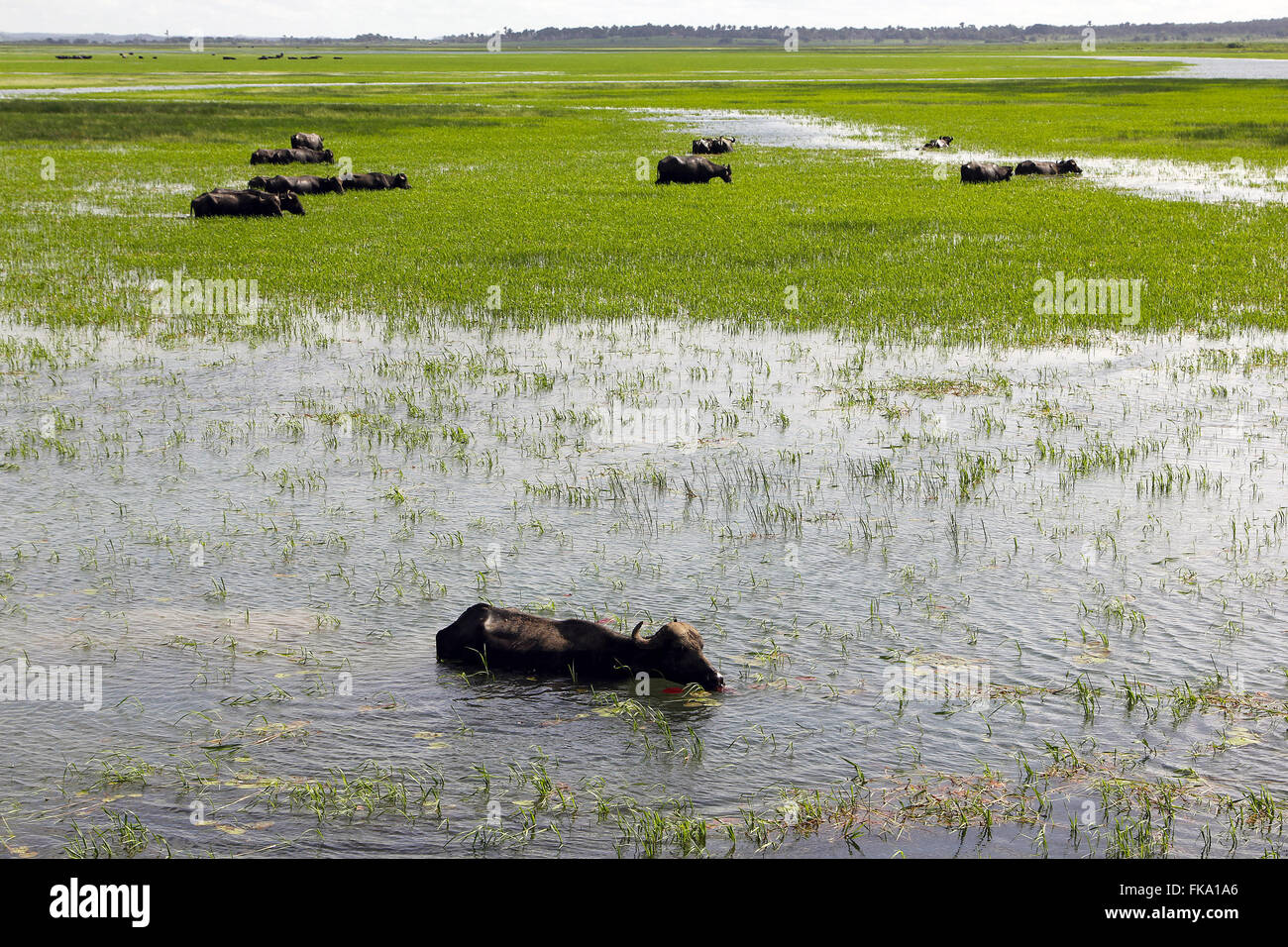 Il bufalo pascolano nella pianura alluvionale nella regione del Rio Pericum" Foto Stock