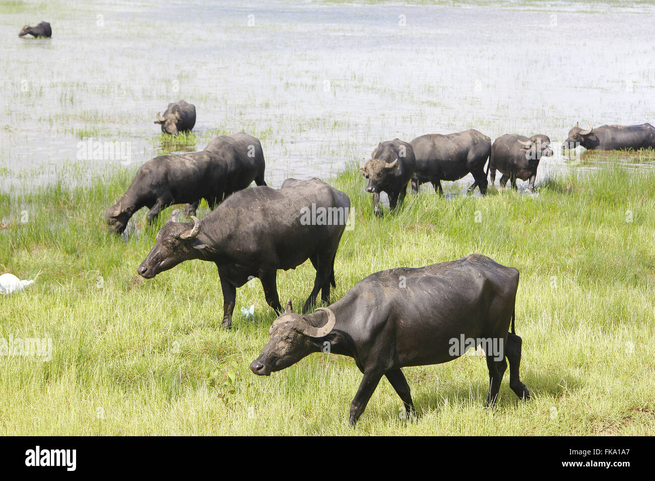 Il bufalo pascolano nella pianura alluvionale nella regione del Rio Pericum" Foto Stock