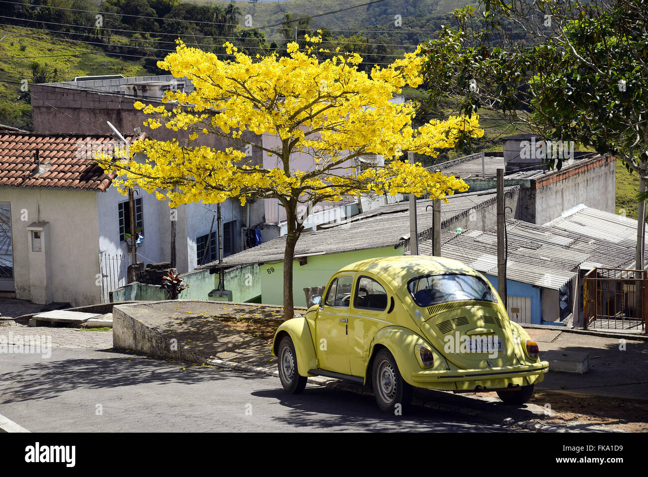 Beetle parcheggiato nelle tonalità del giallo è fiorita ipe Foto Stock