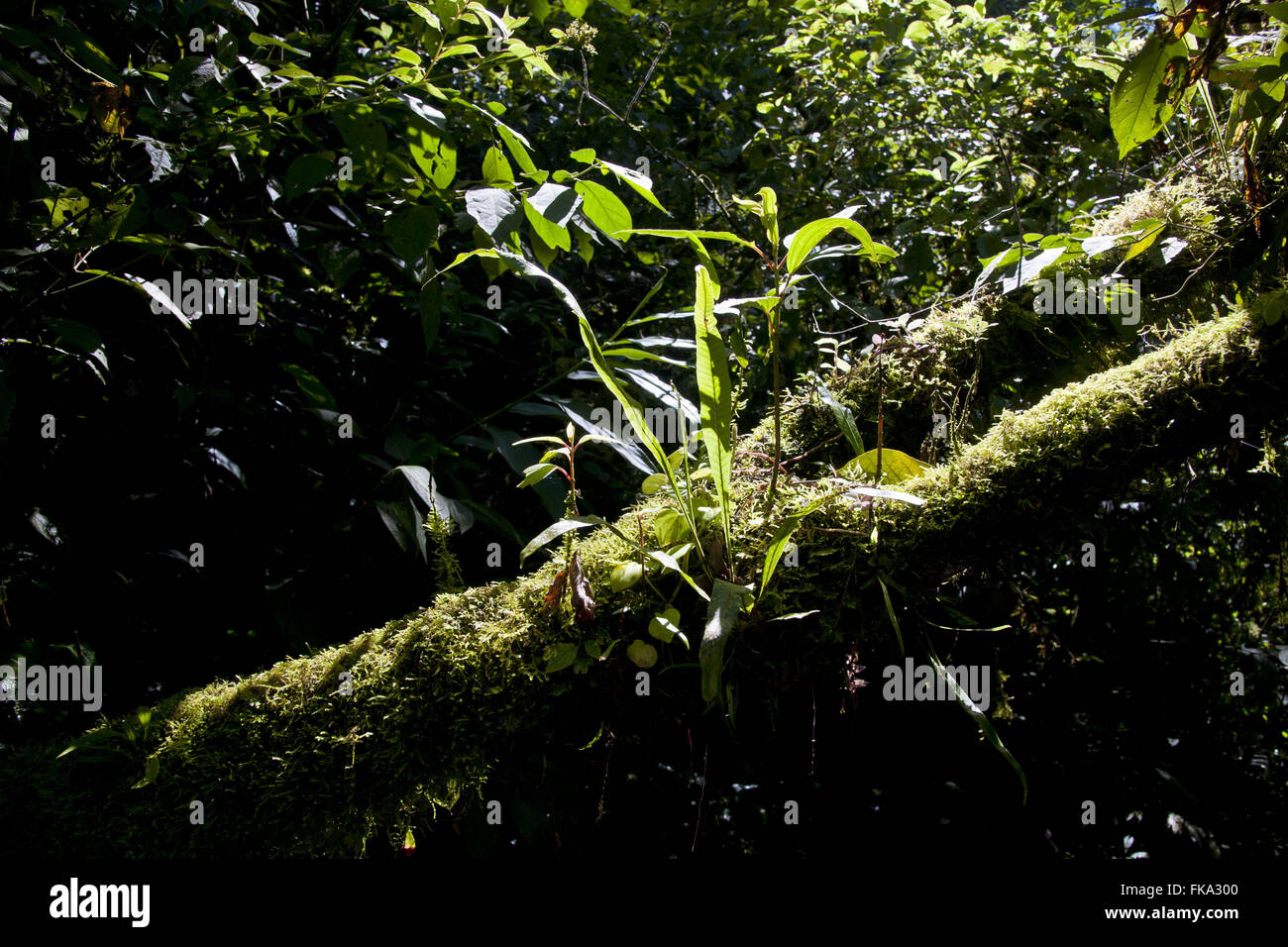 Tronco di albero con moss in PETAR - turistiche del Parco Statale di alto Ribeira Foto Stock