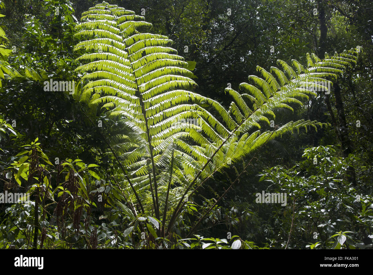 Samambaiassu nella foresta pluviale in PETAR - turistiche del Parco Statale di alto Ribeira Foto Stock