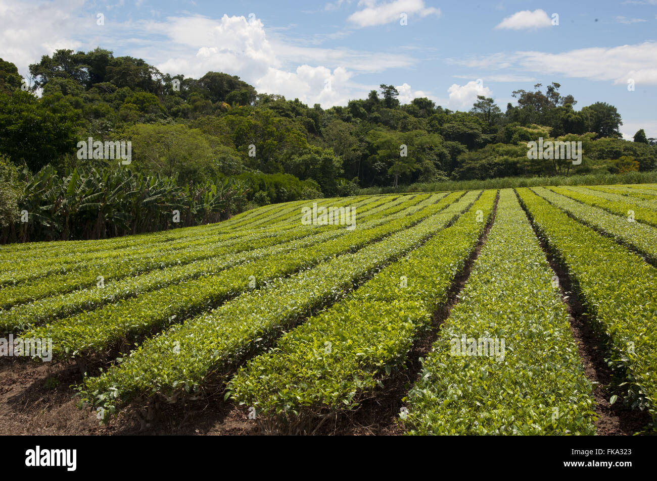 La piantagione di tè in Ribeira Valley - Regione meridionale dello Stato di São Paulo Foto Stock