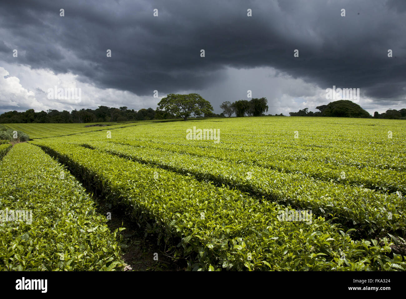 La piantagione di tè in Ribeira Valley - Regione meridionale dello Stato di São Paulo Foto Stock