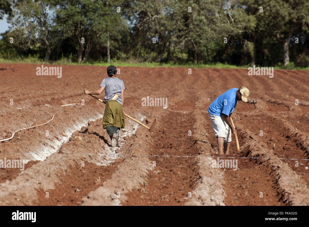 I lavori di preparazione del terreno per la semina Pomodori envarado in Taquarivaí rurale Foto Stock
