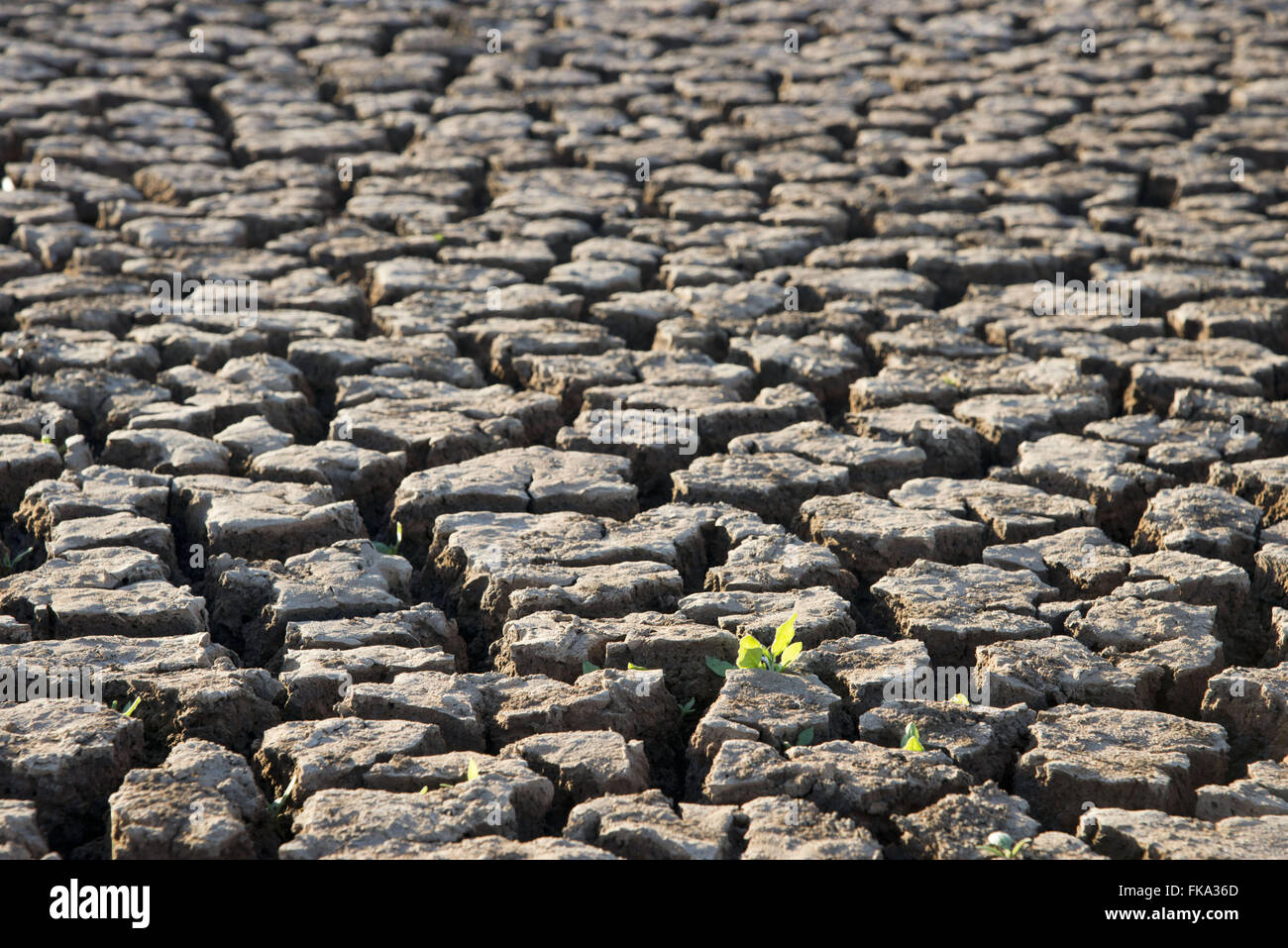 Background Weir incrinato come una funzione della siccità nel periodo secco Foto Stock