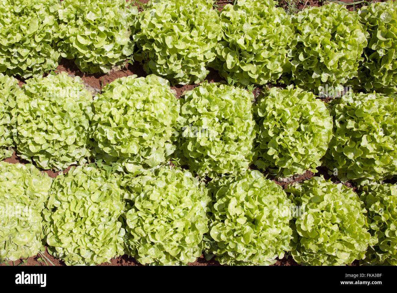 Serra con insalata verde per la ricerca e il miglioramento genetico Foto Stock