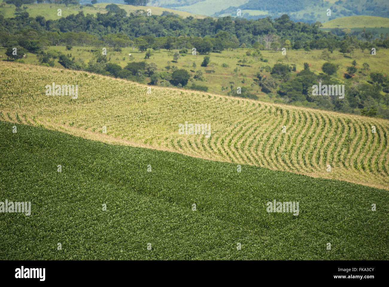 Piantagione di fagioli di soia e mais in campagna - rotazione delle colture Foto Stock Piantagione di fagioli di soia e mais in campagna - rotazione delle colture Foto Stock