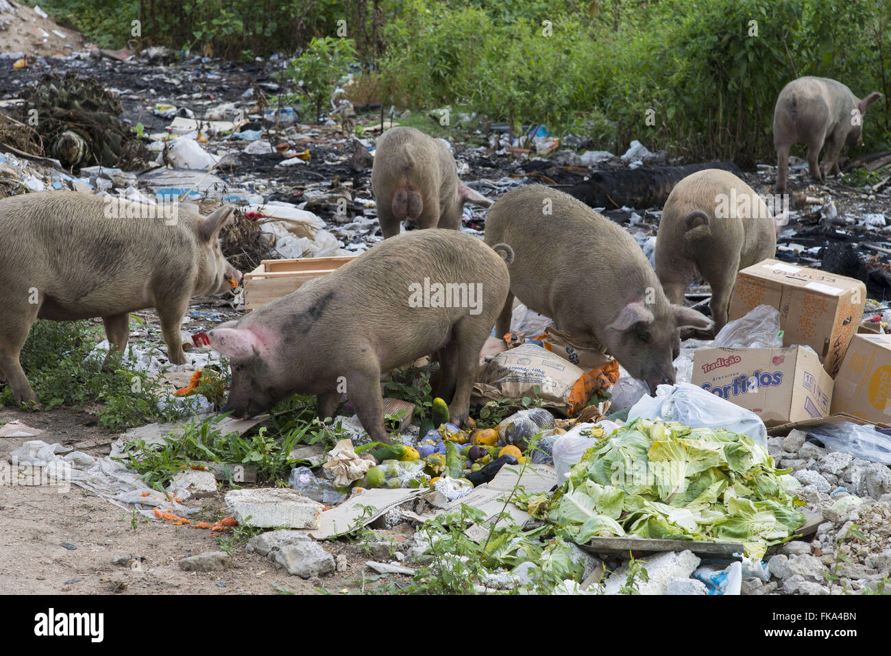 Alimentazione di suini sul garbage oggetto di dumping in un posto vacante o molto vicino alla città Foto Stock