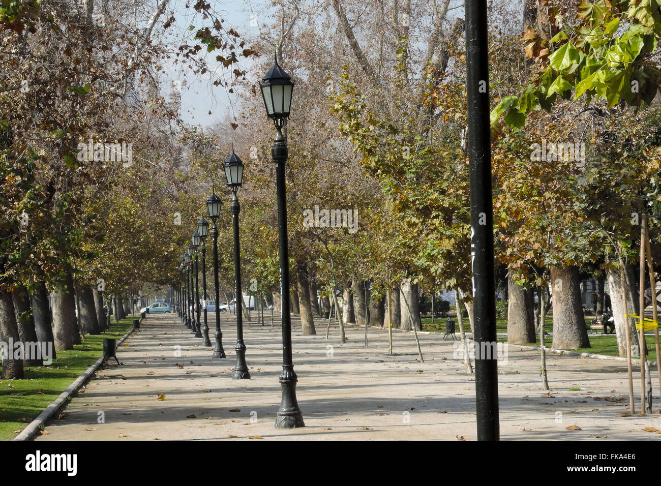 Alberi sfrondato in mezzo autunno - Giardini delle Bellas Artes quartiere Foto Stock