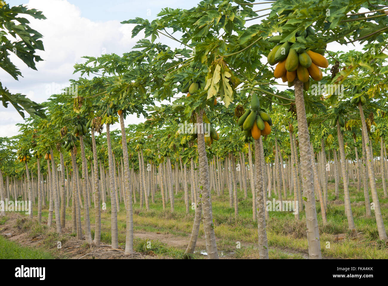 Piantagione di papaia irrigata con centro di rotazione in una zona rurale - Ovest della Bahia Foto Stock