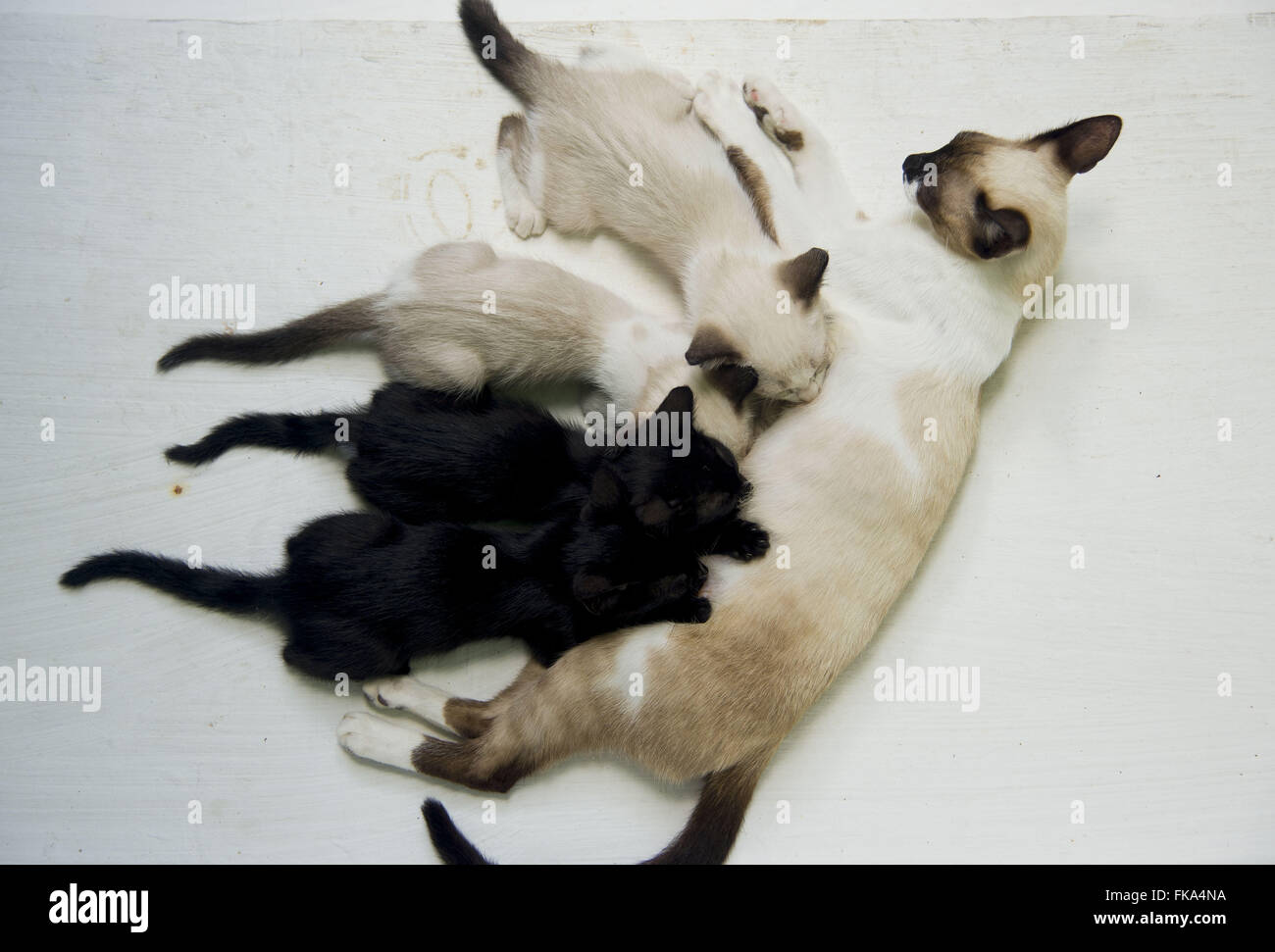 Gatti cuccioli di infermieristica Foto Stock