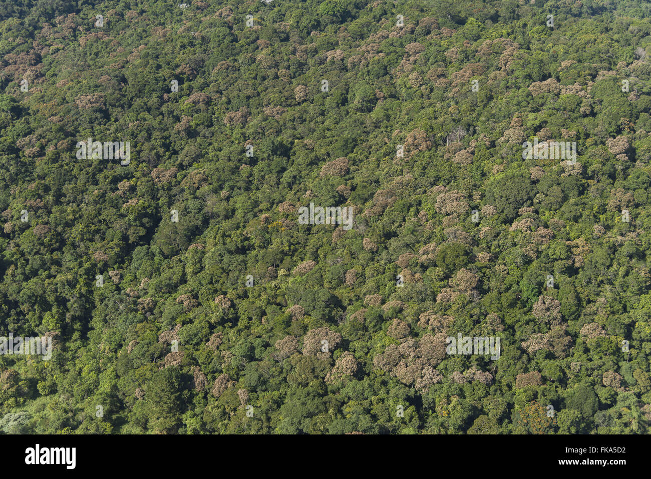 Vista aerea della foresta atlantica nel Morro Grande Riserva Forestale - una Riserva della Biosfera Foto Stock