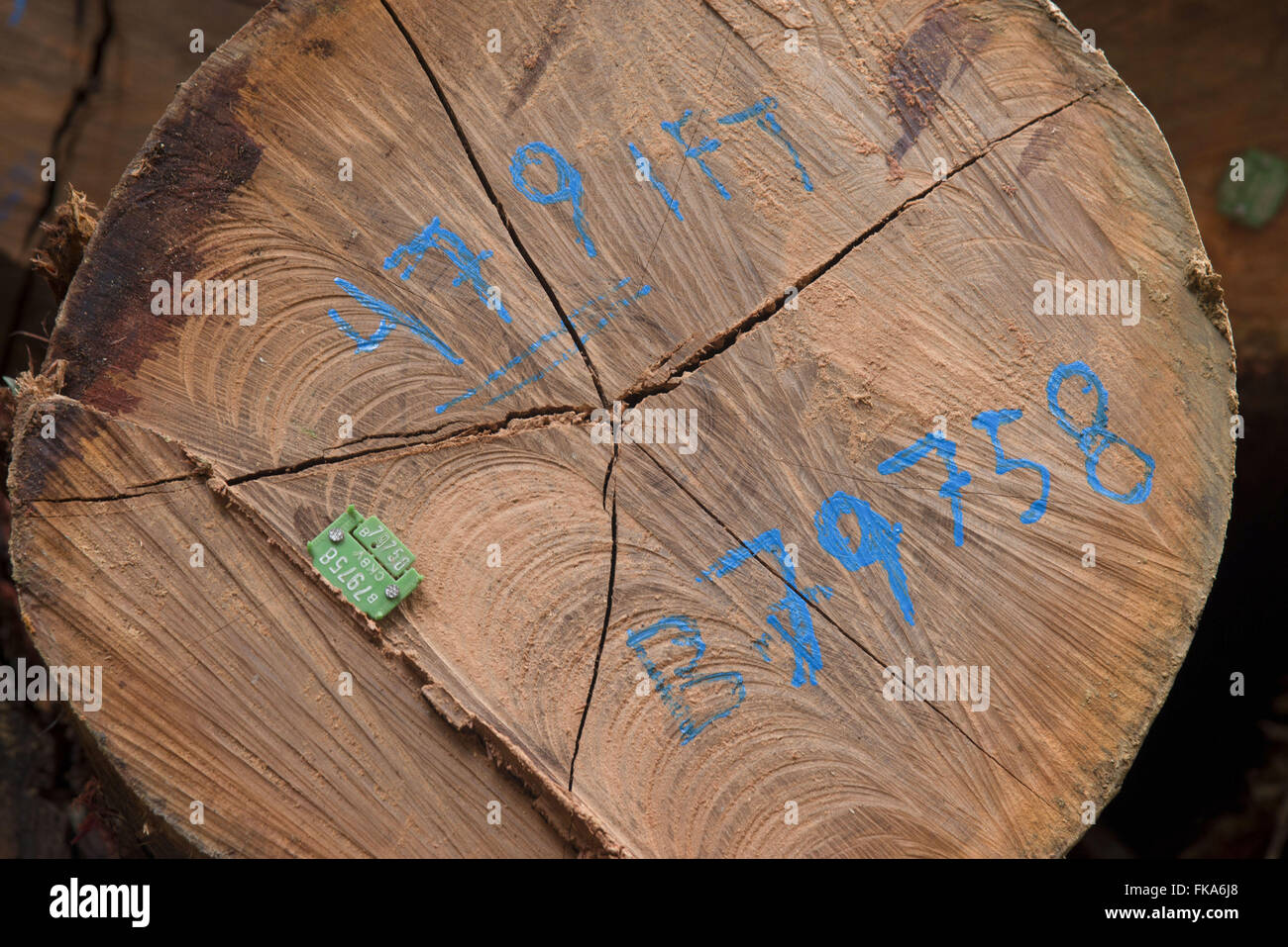 Identificazione degli alberi Foto Stock