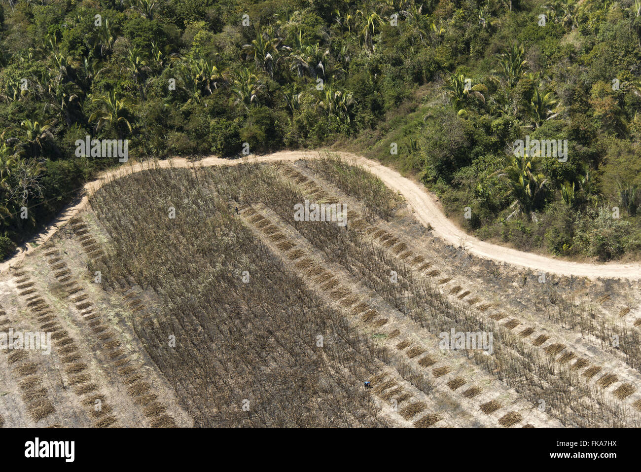 Vista aérea de área sendo colhida em canavial irrigado pelo Rio Parnaíba Foto Stock