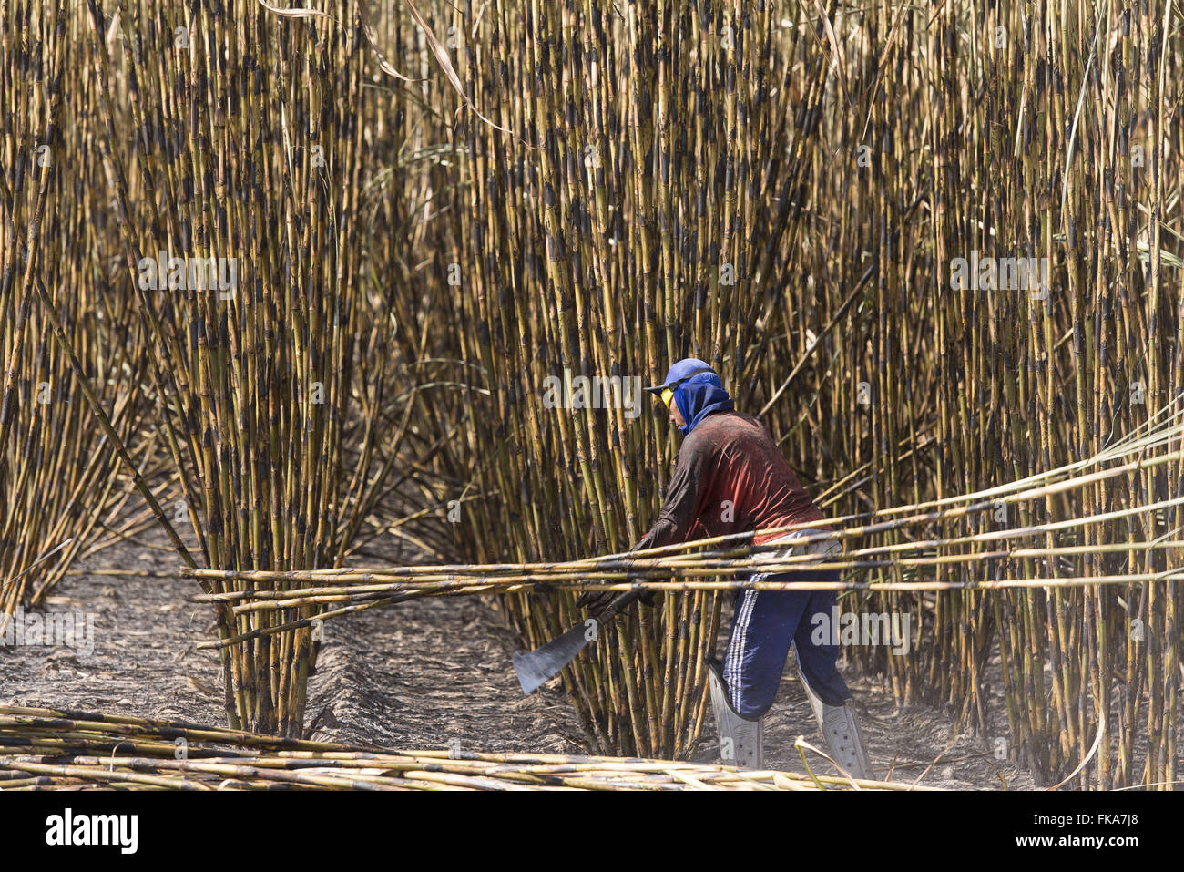 Trabalhador cortando rurale cana cultivada irrigação por do Rio Parnaíba Foto Stock