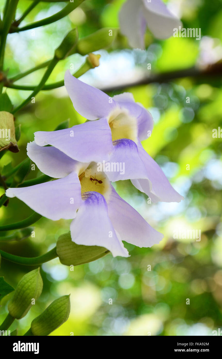 Thunbergia grandiflora fiore nomi comuni includono il Bengala clockvine, Bengala tromba, blu skyflower, thunbergia blu, blu trump Foto Stock