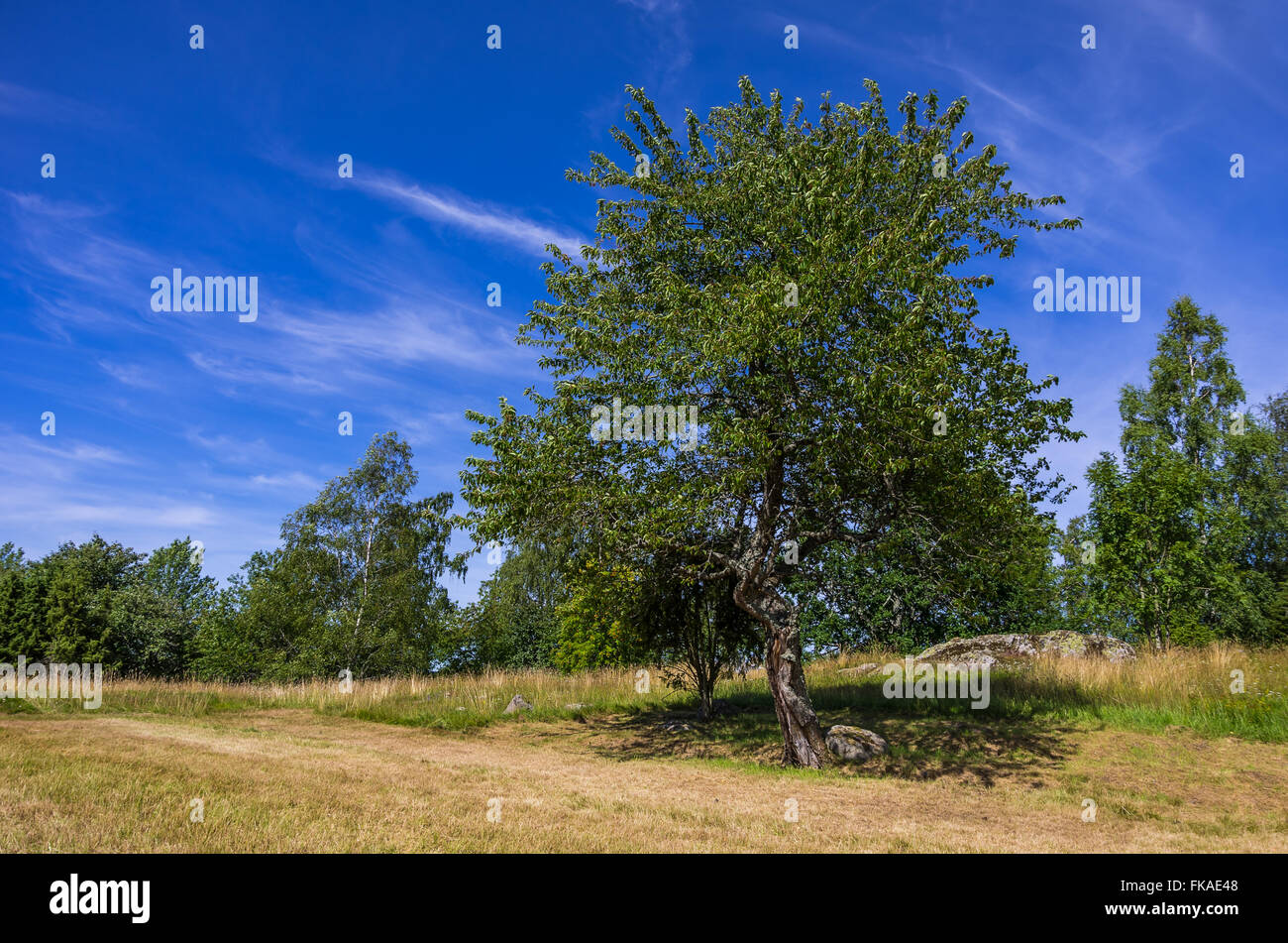 Estate idillio ad albero Foto Stock