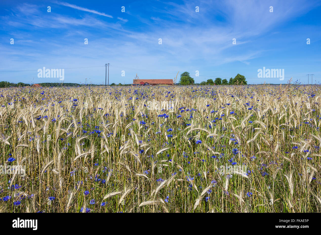 Campo di grano e mais fiori Foto Stock
