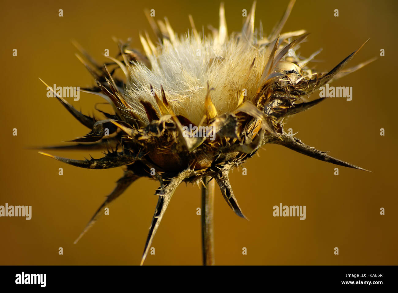 Cardo, Silybum marianum Foto Stock