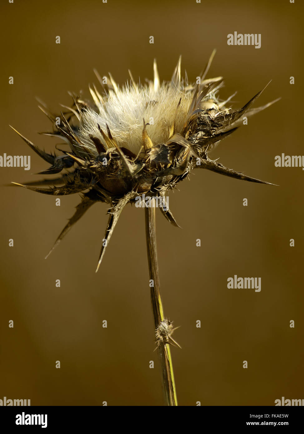 Cardo, Silybum marianum Foto Stock