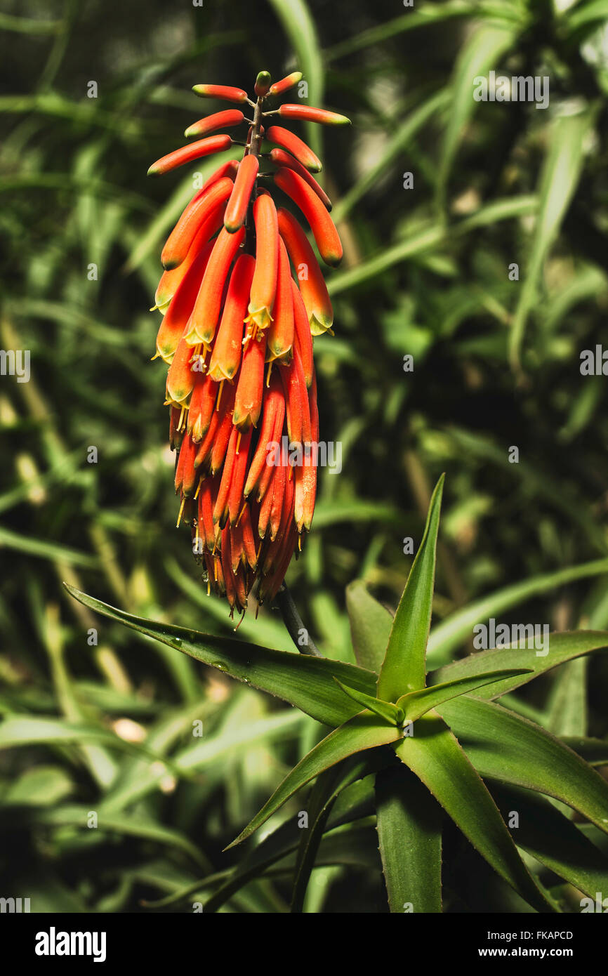 Aloe Vera fiore Foto Stock