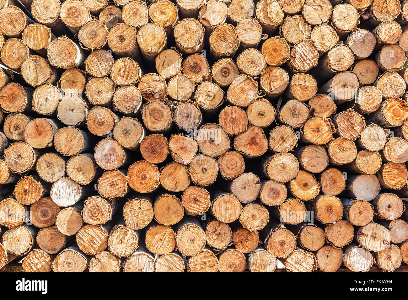 Diverse sezioni dell'albero. Foto Stock