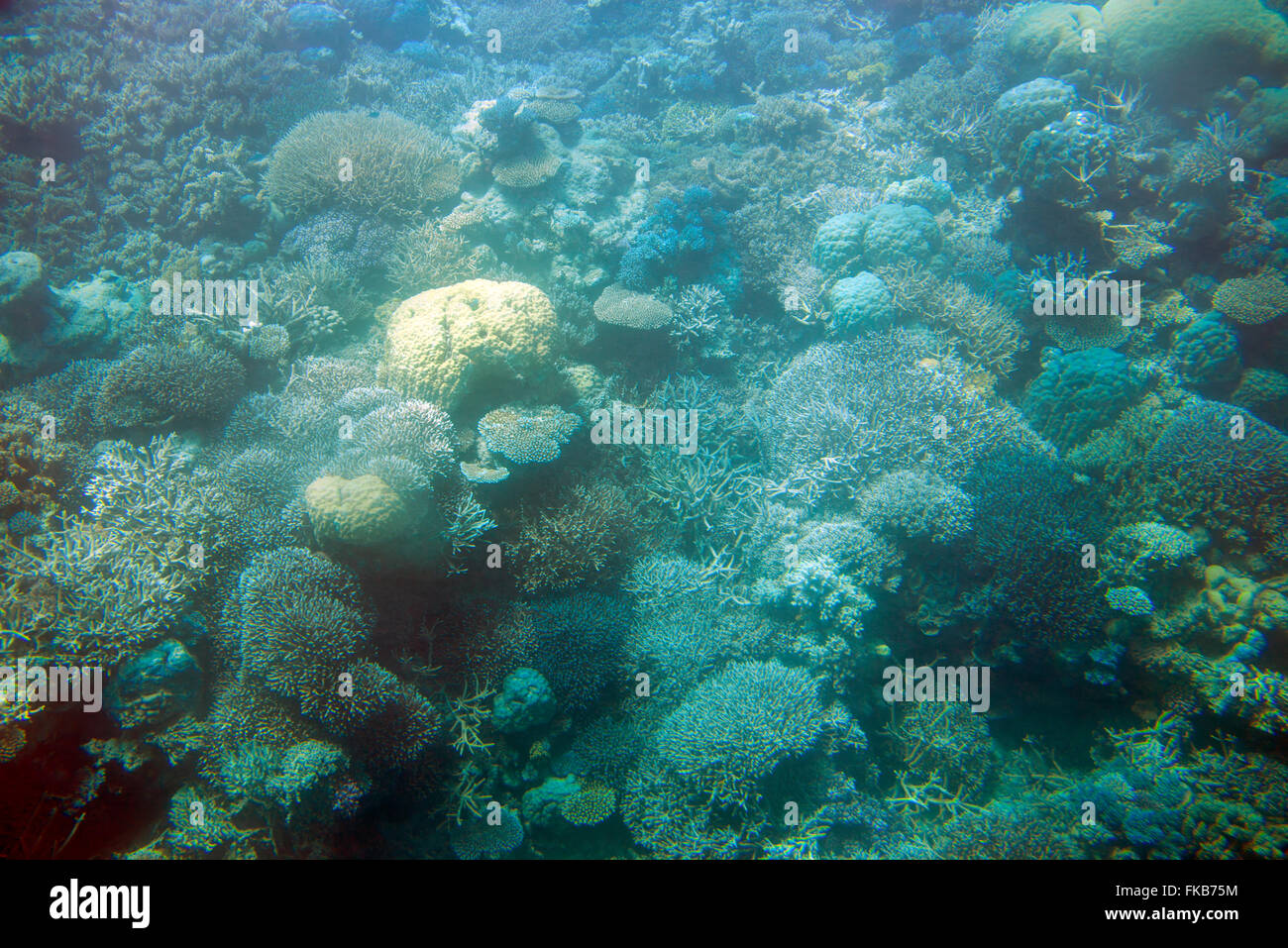 Le barriere coralline di Agincourt sono un piccolo gruppo di barriere coralline sul bordo molto esterno della Grande barriera Corallina al largo della costa di Port Douglas nelle Regine nord-orientali Foto Stock